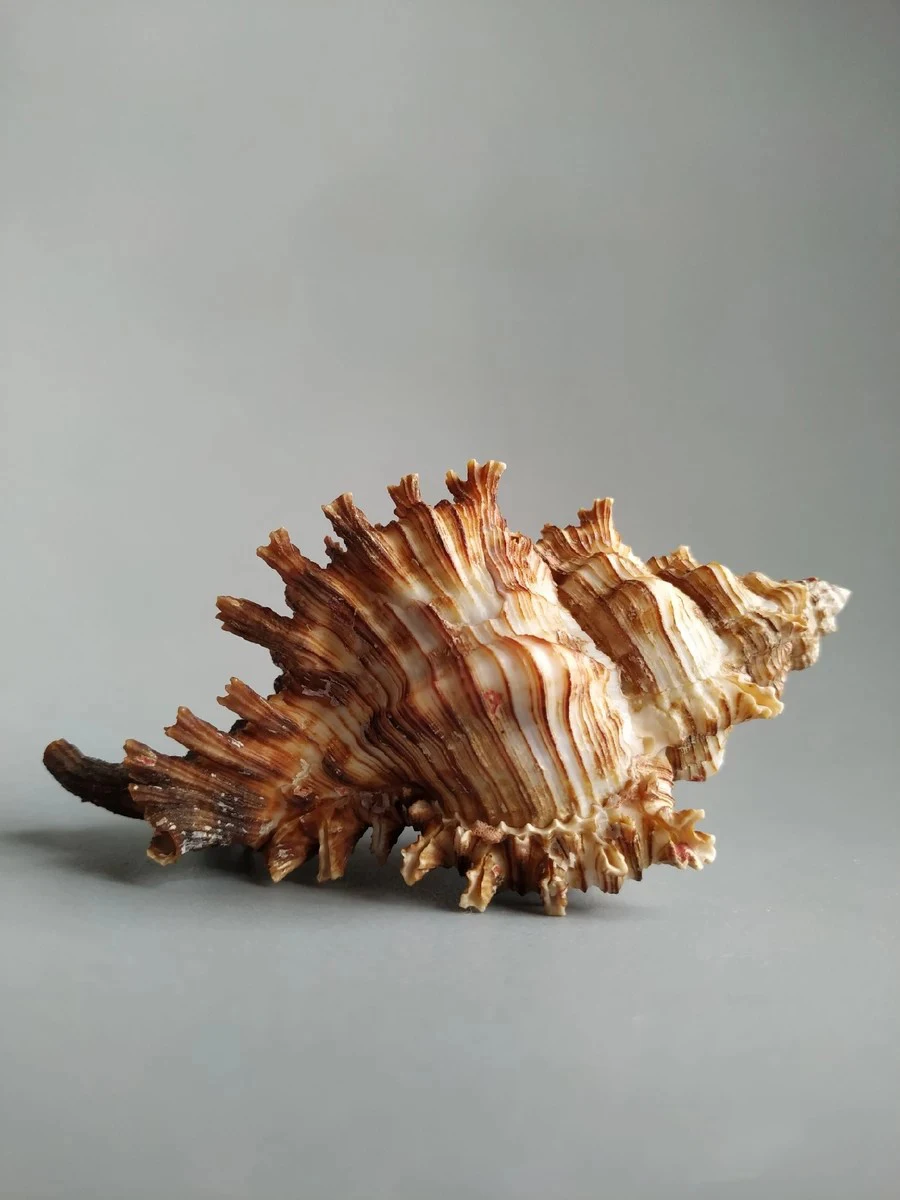 

Natural selection of the best collection of snails