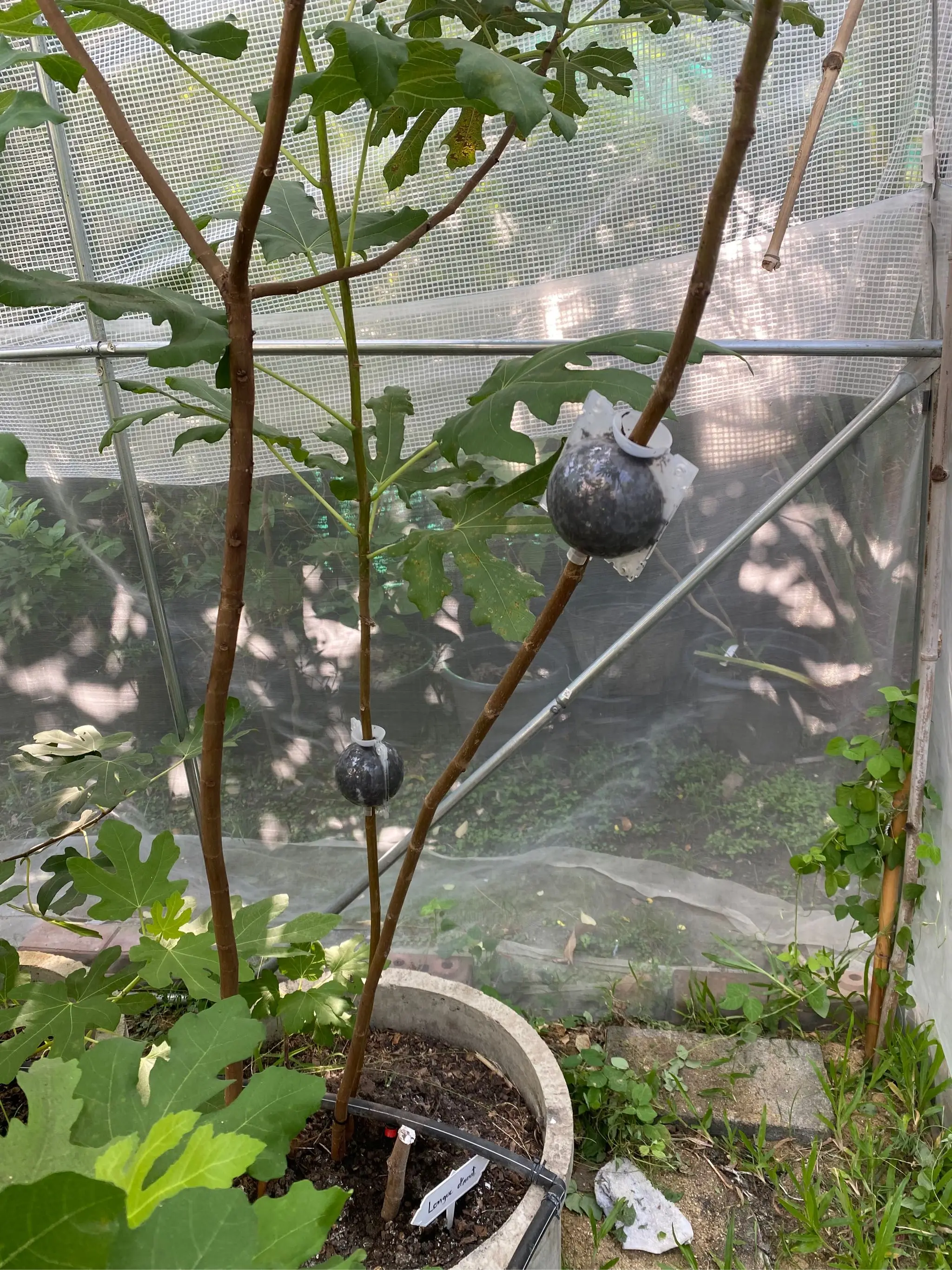 5 шт. коробка для выращивания корней см|Детские лотки и крышки| |