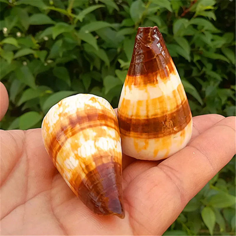 Аквариум из натуральной раковины ласки Коно аквариум для рыб ландшафтный