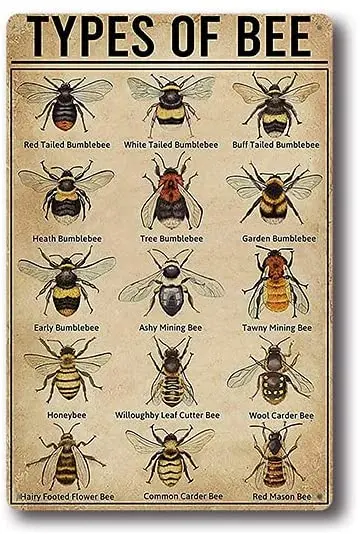 

Old Art Retro Metal Tin Sign Types of Bee ! for Shop/Home/Farm/Cafe/Garage/Wall Decor,Best Gift Decor Design 8x12 Inch