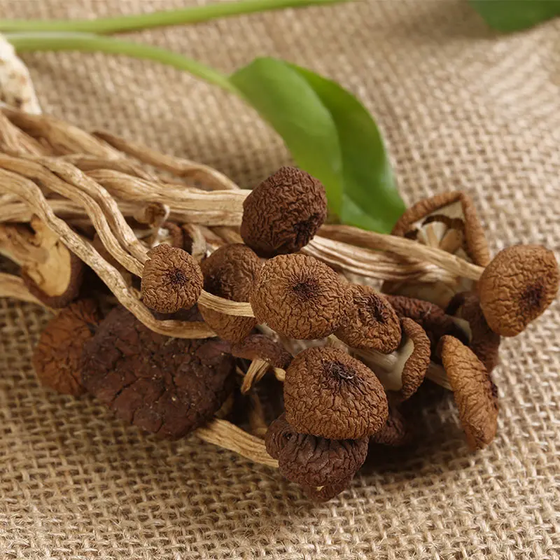 

Tea Tree Mushroom Anti-aging Beauty ,Tea Tree Mushroom Improves Immunity ,Good Quality