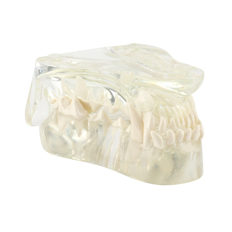 

Transparent Dog Teeth Jaw Tooth Model Anatomical Teaching Demonstration Veterinary Canine
