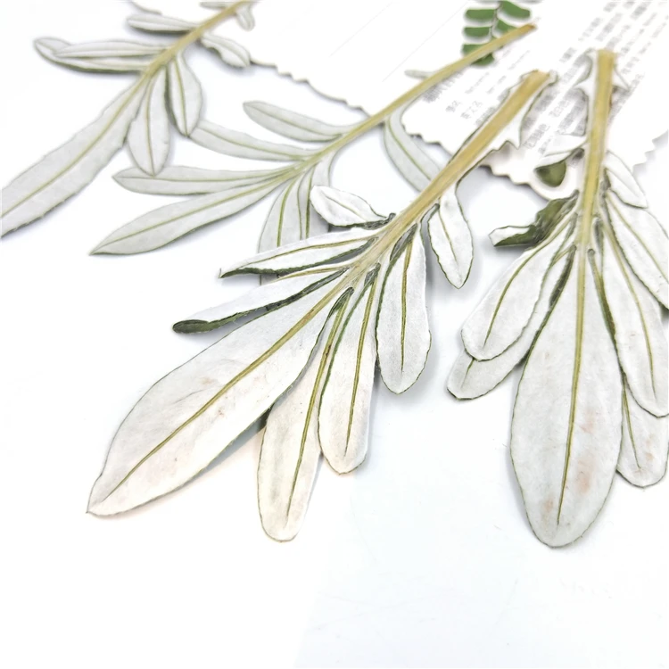 8 шт. натуральные зеркальные листья для фотографий|Искусственные и сухие цветы| |
