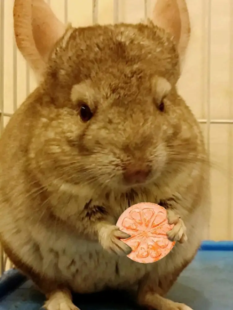 

Hamster Chew Toy Bite Grind Teeth Toys Corn Carrot Woven Balls For Tooth Cleaning Radish Molar Toys Pet Supplies