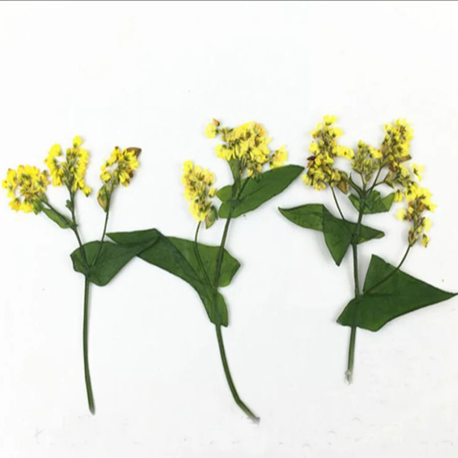 80 шт прессованный высушенный цветок гречихи гербарий из растений для ювелирных