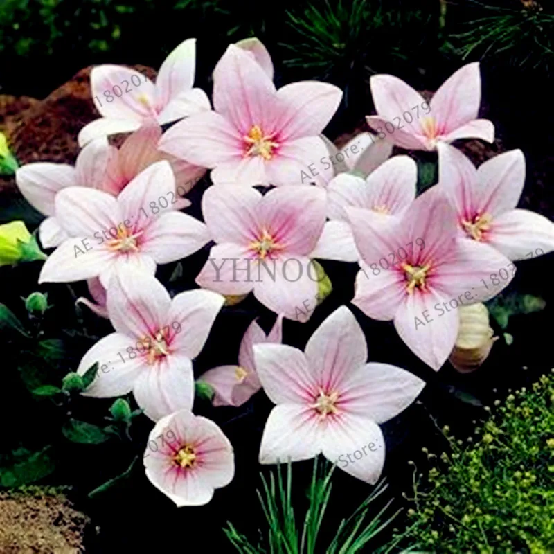 9 105 шт./уп. Campanulaceae Цветочный бонсай, редкие ограниченной горшечные растения для дома и сада, внутреннего и наружного использования легко растить - Цвет: 9