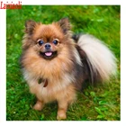 Картина для алмазной вышивки с изображением щенка померанского шпица