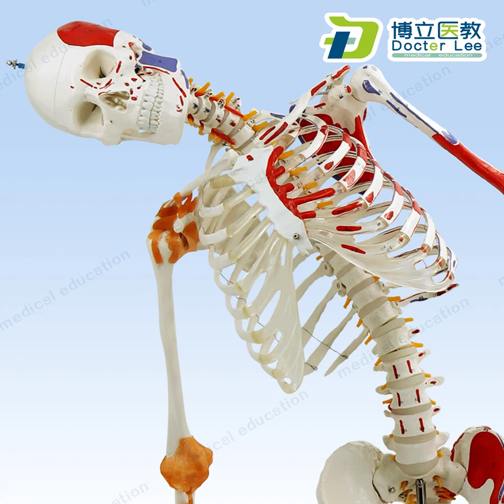 170cm Human Skeleton Model with Flexible Spine Nerve Ligaments and Ending Spots of Muscles | Канцтовары для офиса и дома