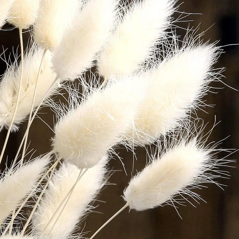 

30 stems Dried Flower Bunny Tail Natural Plants Floral Bouquet Flores Rabbit Grass Props Decoration Accessories Home Photog G2Z6