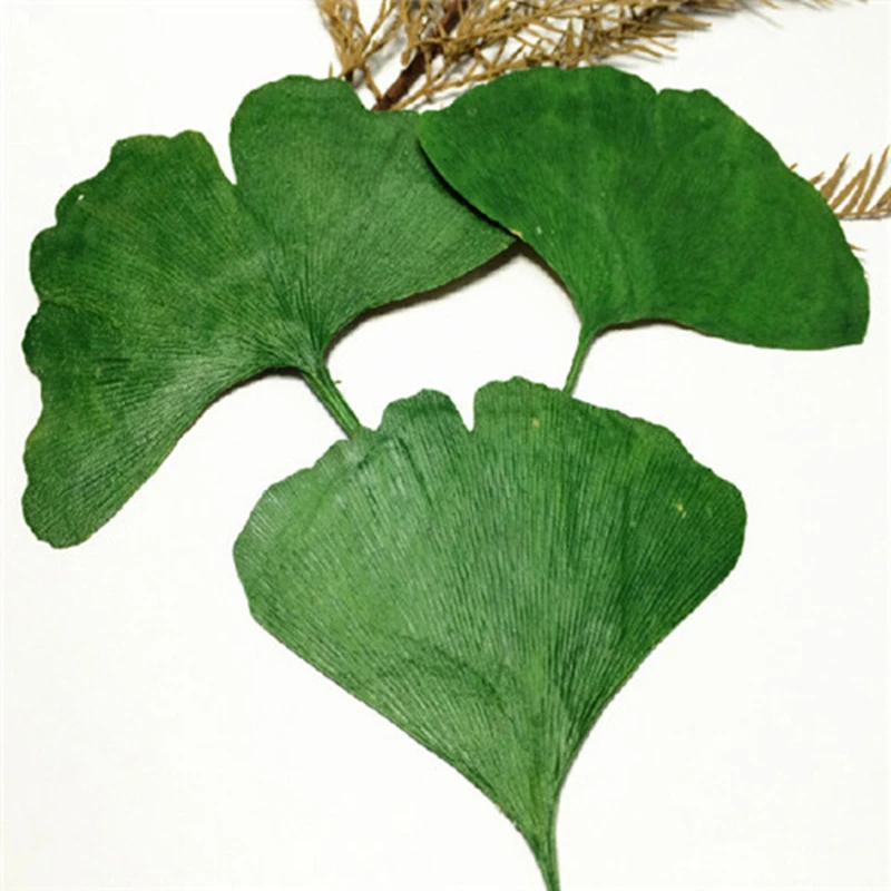 Цветочный образец Ginkgo biloba высушенные цветы из эпоксидной смолы Обучающие