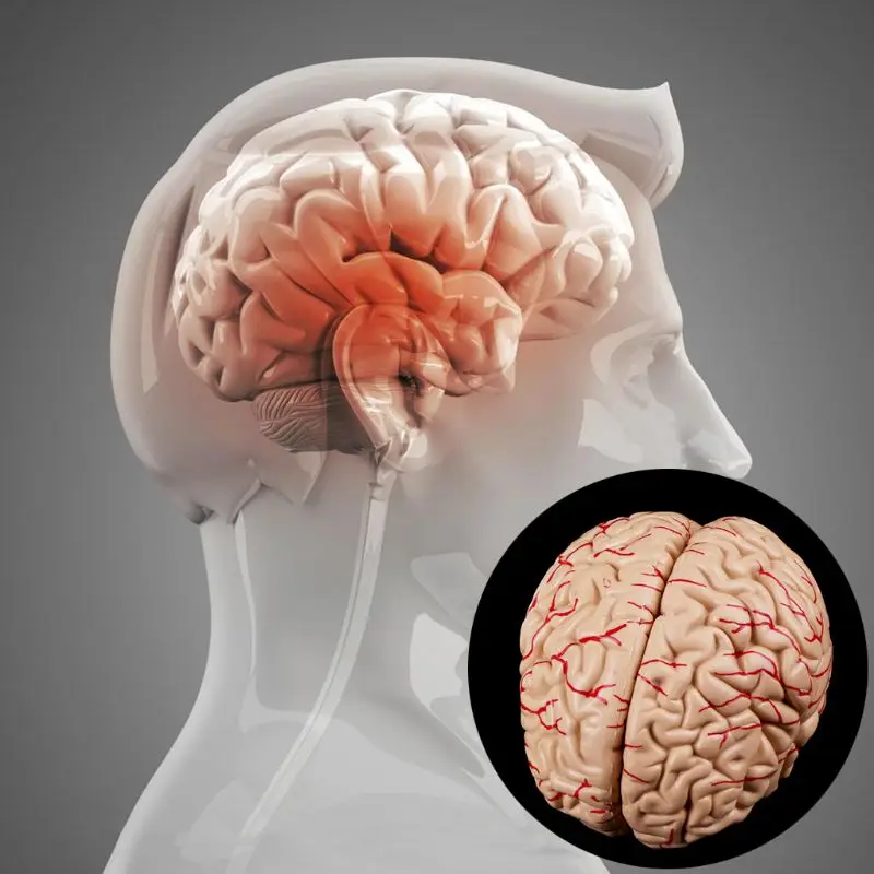 

B2RC Disassembled Anatomical Human Brain Model Anatomy Teaching Tool