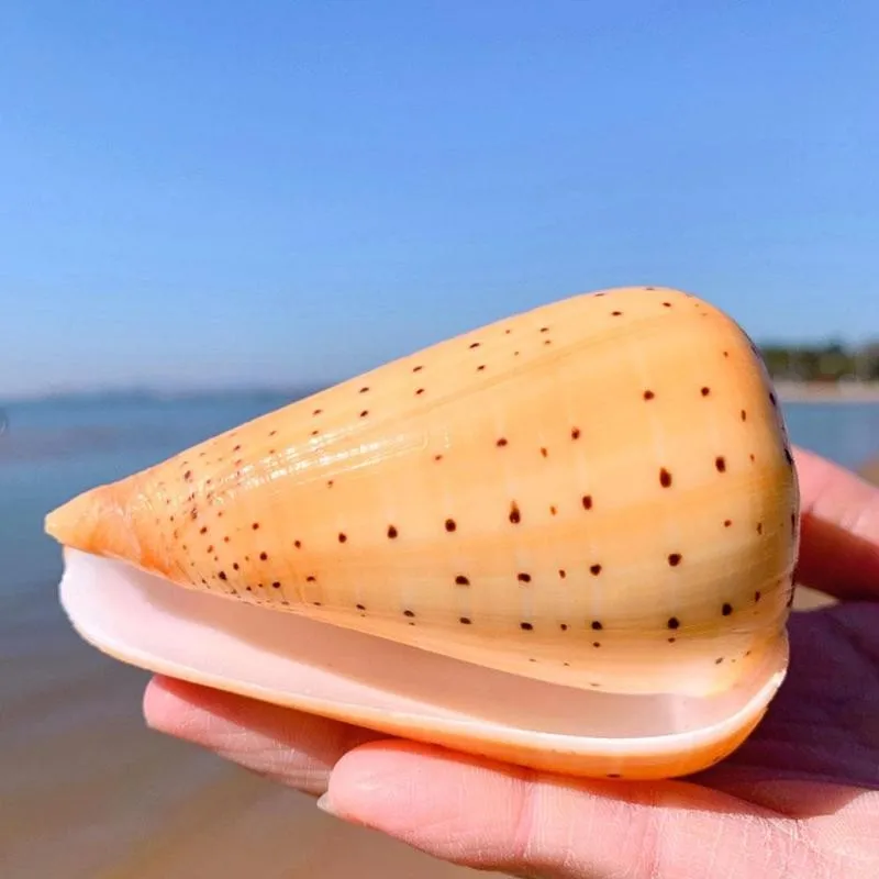8-10cm Light Yellow Natural Cono Snail Aquarium Fish Tank Landscaping Ornament Sea Cockle Shell Conch Coral Decor Gift | Дом и сад