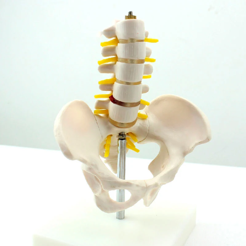 Мини каркас для поясничного интерпозвонков модель из ПВХ пятисекционная скелета