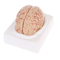 the human body brain model disassembled anatomical human brain model anatomy teaching tool