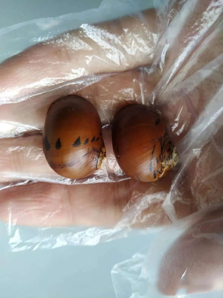 

Natural superb selection of rare collectible conch snails