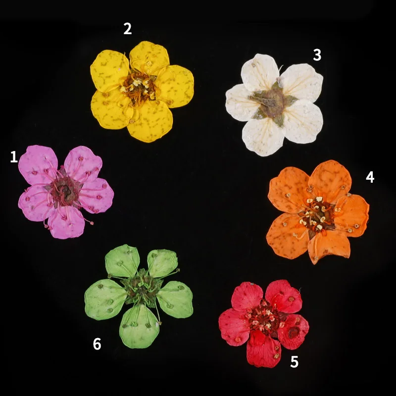 

Round Box Turntable Nail Art Accessories 12 Grids Japanese Stereo Natural Small Dried Flowers DIY Nail Art Decoration