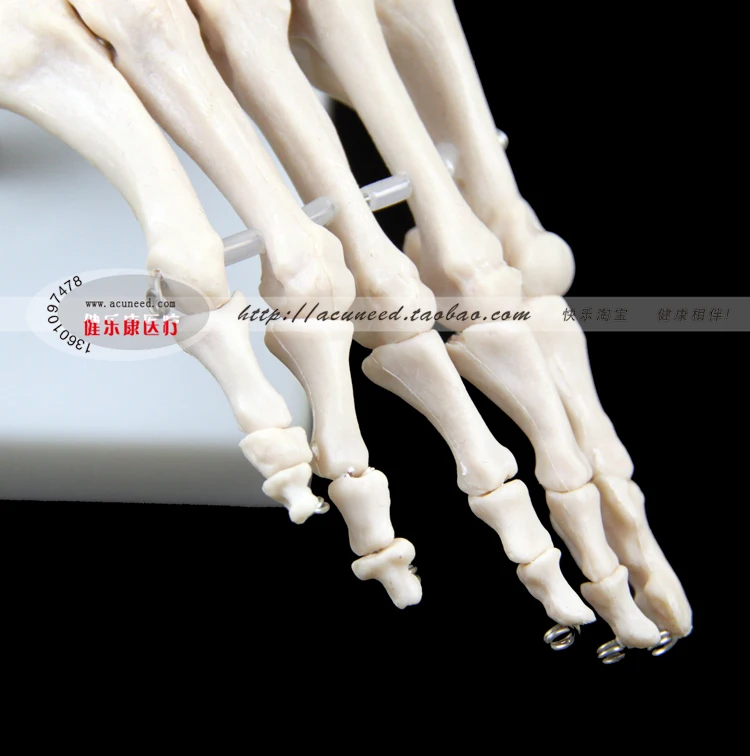 Модель человеческой стопы подошва для ног суставы голеностопа тибия и фибулы