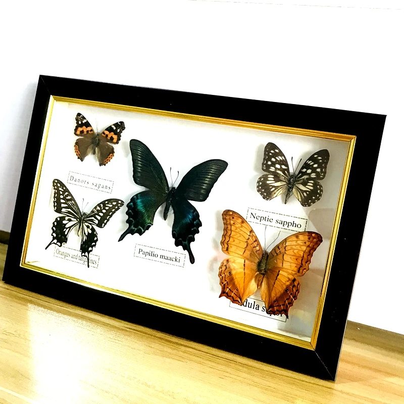 Pretty Butterfly Real Specimen Education Material Collection/Butterfly Specimen Artwork Material Decor