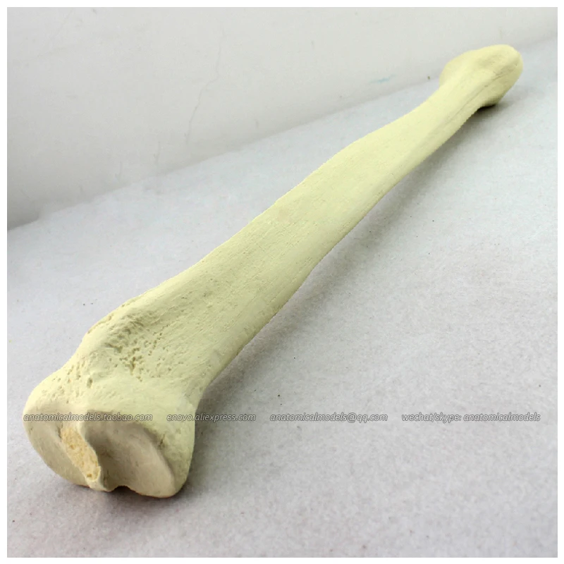 12319/имитация кости эновомоделя тибии медицинская модель CMAM ортопедическая