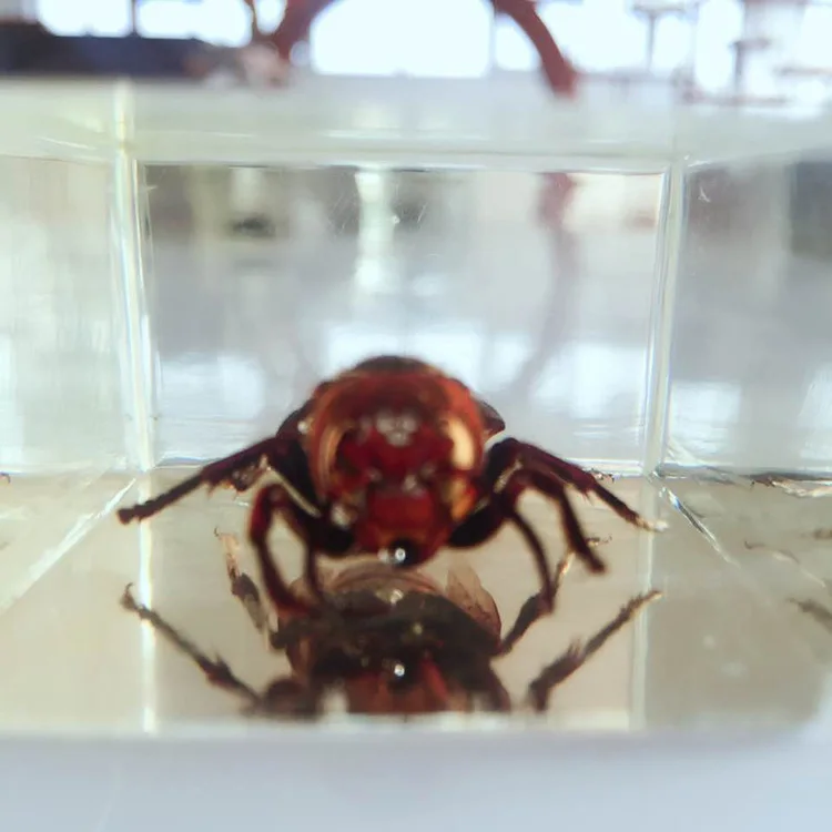 Образцы насекомых образец настоящей пчелы Vespa модель биологическая энтомология