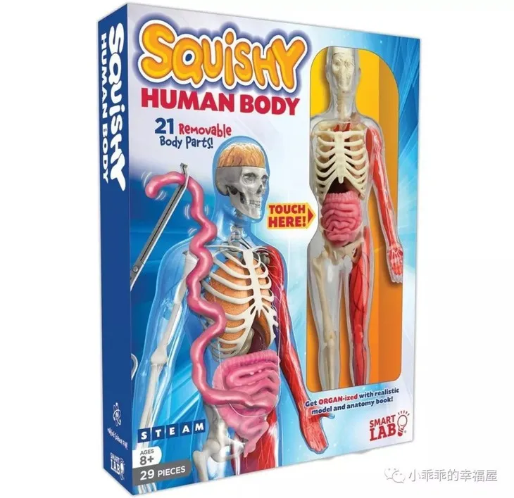 Squishy 4D 1:6 прозрачный и 22 деталей мягкими человеческого тела внутренний орган, Анатомия для медицинской учебной модели головоломка сборки Игрушка - Цвет: Squishy