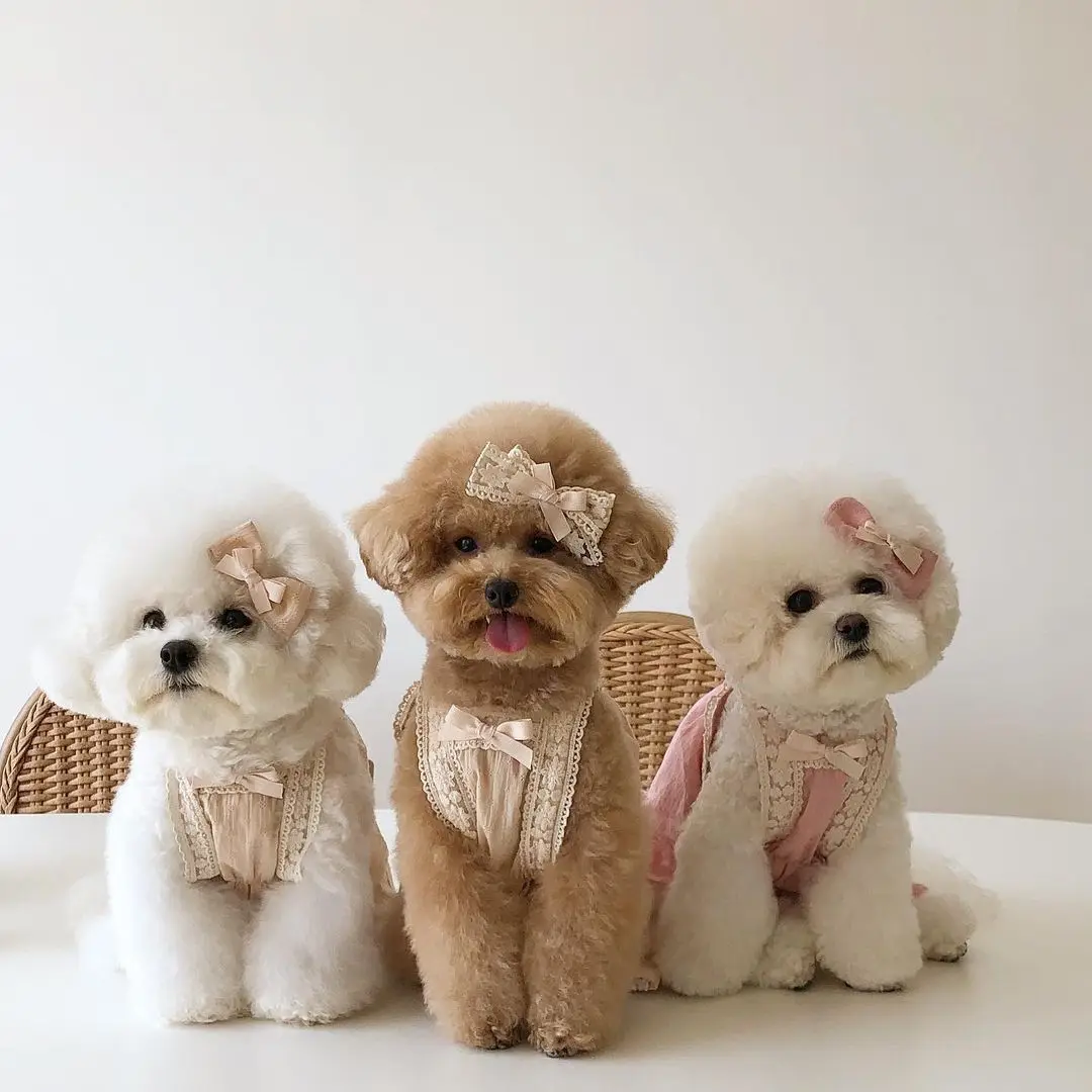 

Summer Dress For Dog Pet Cotton Lace Froral Sling Dress With Bow Clip Skirt Puppy Princess Clothes For Small Medium Dog Supplier