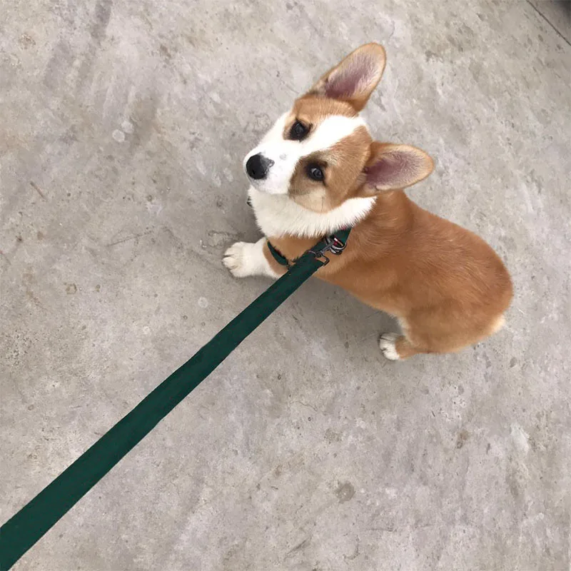 Комплект поводков для чихуахуа Модный нейлоновый поводок мопса прогулок