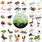 Новый цикл роста насекомых, набор моделей жизненного цикла, лягушка, муравей, комаров, морская черепаха, модель, фигурки, Детский обучающий материал