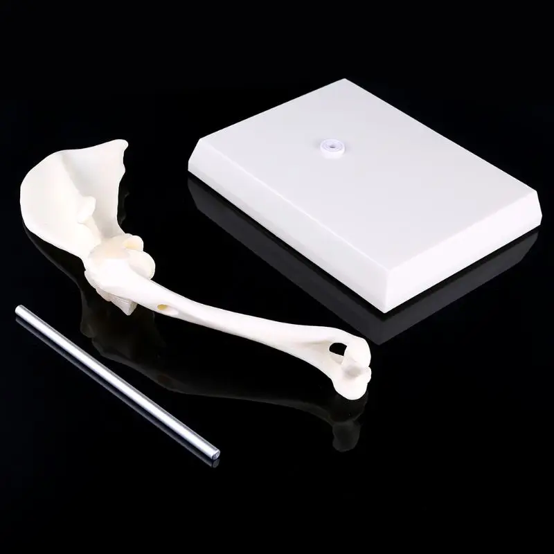 

Dog Canine Shoulder Joint Model Veterinary Teaching Research Skeleton Halloween