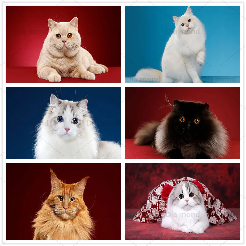 

Cute Cat Animals Diamond Painting Modern Home Decor Persian Cat 5D Diy Diamond Embroidery Cross Stitch Mosaic Wall Stickers Gift