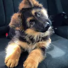 Алмазная вышивка ne'w с изображением немецкой овчарки, 5d Вышивка крестиком, алмазная вышивка для украшения дома