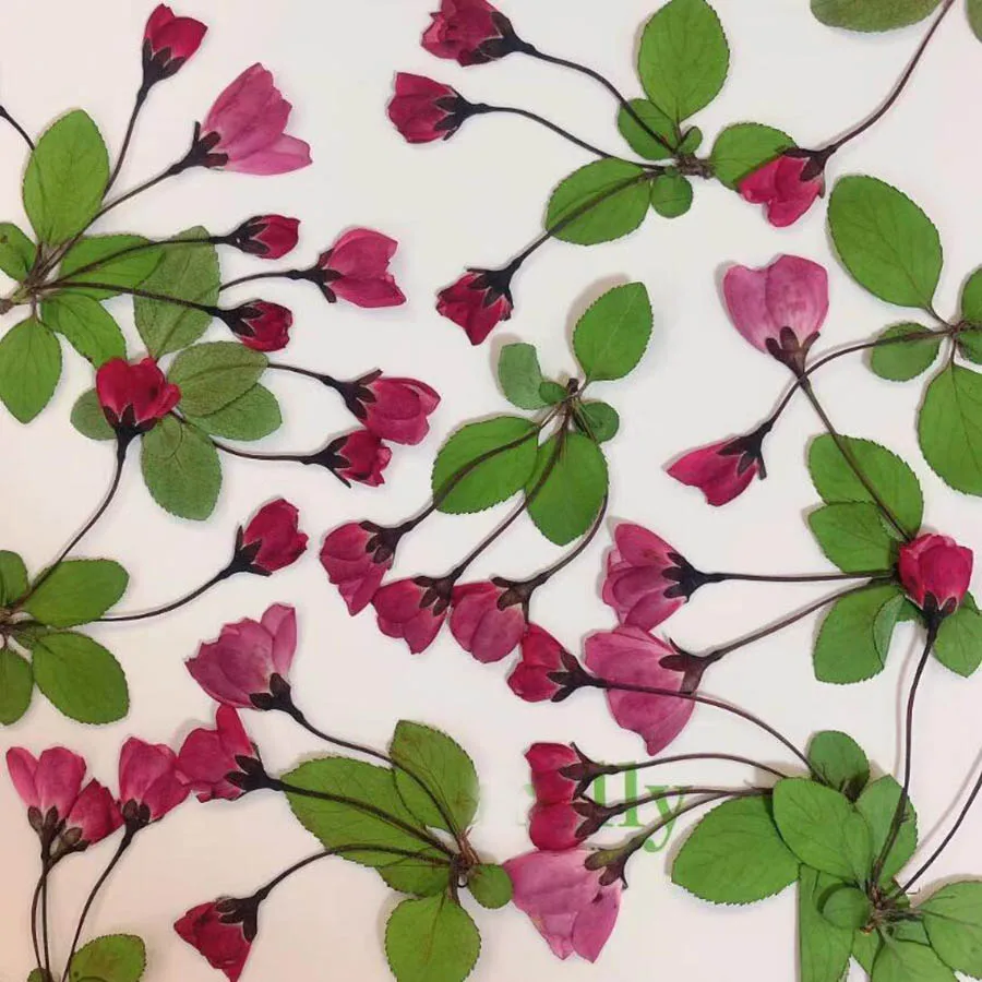 60 шт. прессованный высушенный розовый Malus Spectabilis цветок/бутоны гербарий из