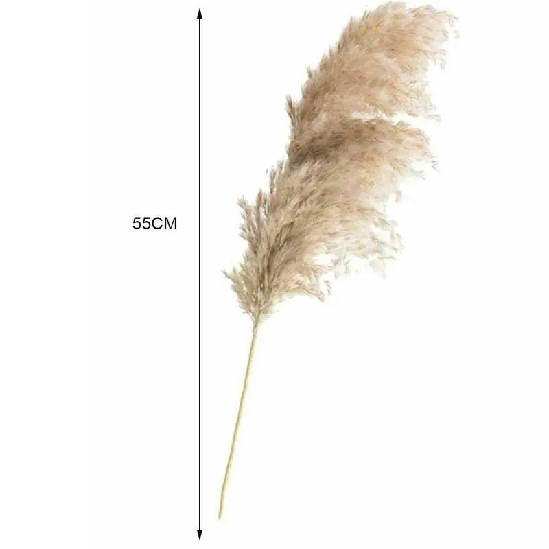 

Cloud Big Reed 55cm Real Pampas Grass Decoration Natural Holiday Plant Flower Decoration Wedding Dried B9B4