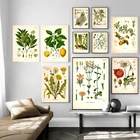 Винтажные ботанические постеры и печатные настенные картины для кухни, лекарственные растения койлера, Картина на холсте для гостиной, домашний декор