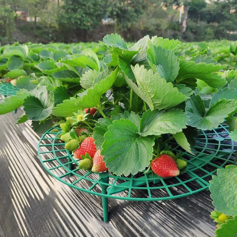 

8Pcs Plant Support Strawberry Planting Rack Plant Climbing Vine Props Flower Pillar Gardening Bracket