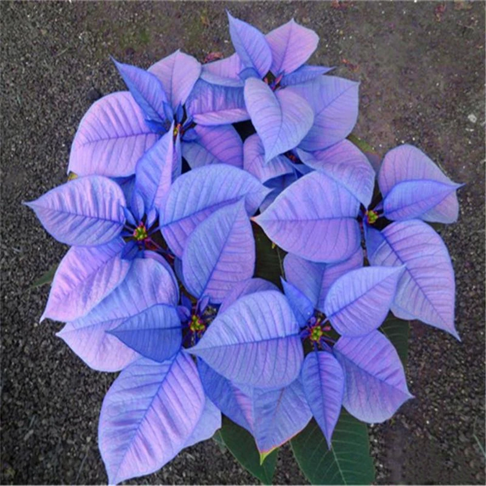 

100Pcs Poinsettia Seeds Nature Fragrance Home Garden Climbing Plant Creeping Thyme Flower Essence Lip Mask TZH-S