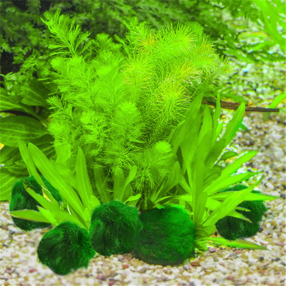 

Three Size Aquarium Green Seaweed Chlorella Ball Plant Japan Moss Genuine Tank Fish Decoration Landscaping Quality Ball H4A9