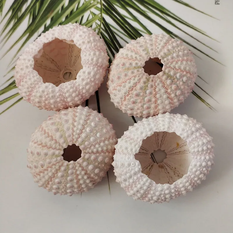 2 шт. ракушки для украшения окон|Ракушки и морские звезды| |