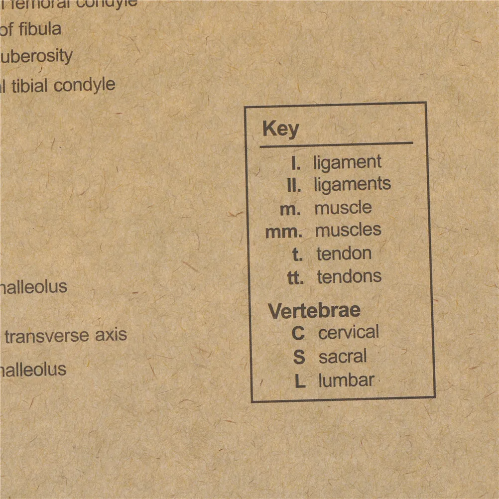 51 5x36 см 1 шт. Скелет структуры тела нервная система Наклейка на стену плакат Бар