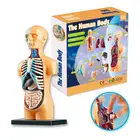 Игрушки сделай сам, человеческий тело, Обучающие инструменты, 3D модель человека для тела, обучающая сборка, обучающая игрушка для детей для раннего обучения