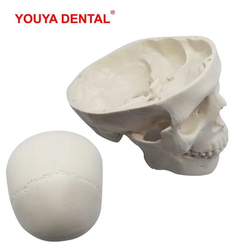 Недорогая модель 3D человеческого анатомического черепа 1 шт. съемная анатомии