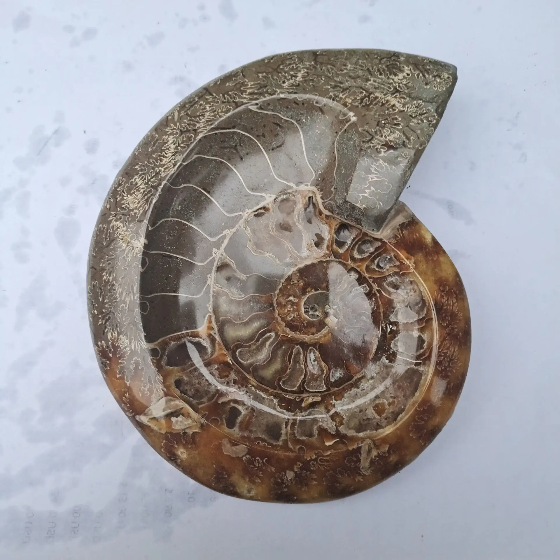 Натуральный аммонит грубый образец ископаемый | Дом и сад