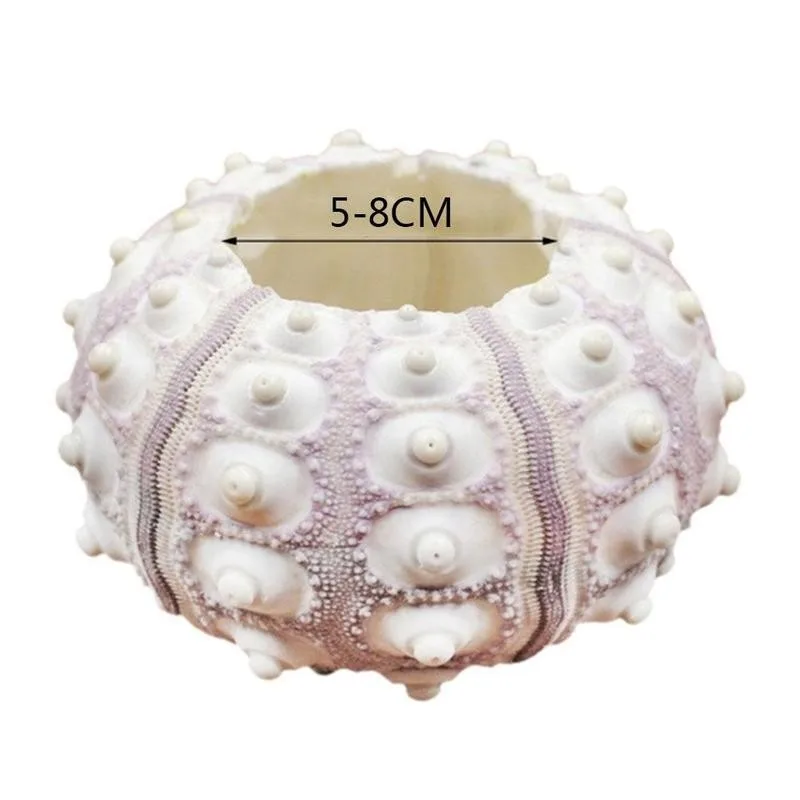 Натуральный морской еж ракушка улитки 5-8 см украшение для аквариума стола ананас