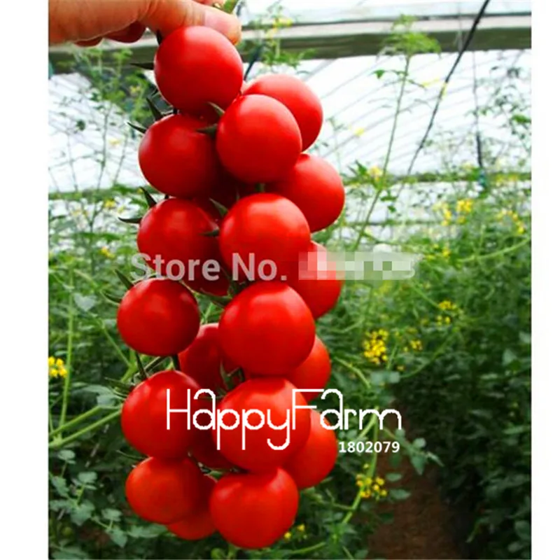 New Fresh 20 Pcs/Lot Rainbow Tomato Plants, bonsai organic vegetable& fruit Plantas,potted plant for home&garden - Цвет: 6