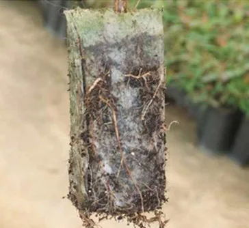 100 штук разложению рассады защиту окружающей среды нетканые пакеты для Садовые