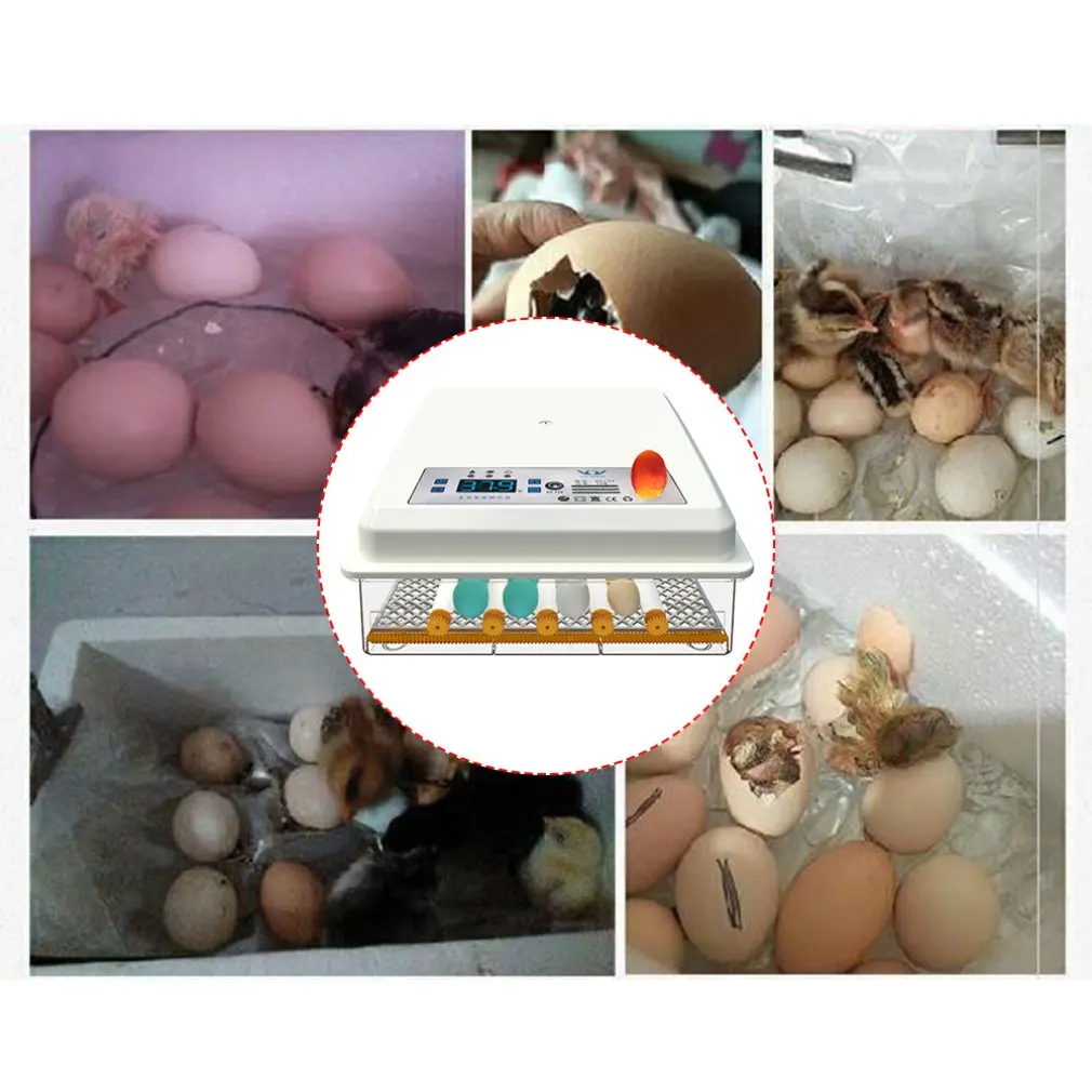 

Full-automatic Small Household 16 Eggs Incubator for Peacock Duck Goose Egg Quail Chicken 220V Incubator