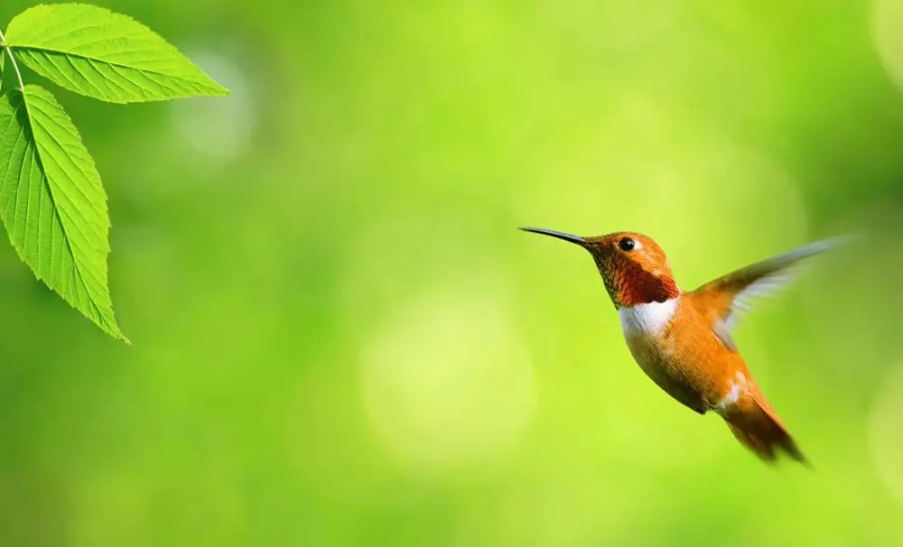 

Художественный шелковый постер с принтом птиц Humming, домашний Настенный декор 24x36 дюймов