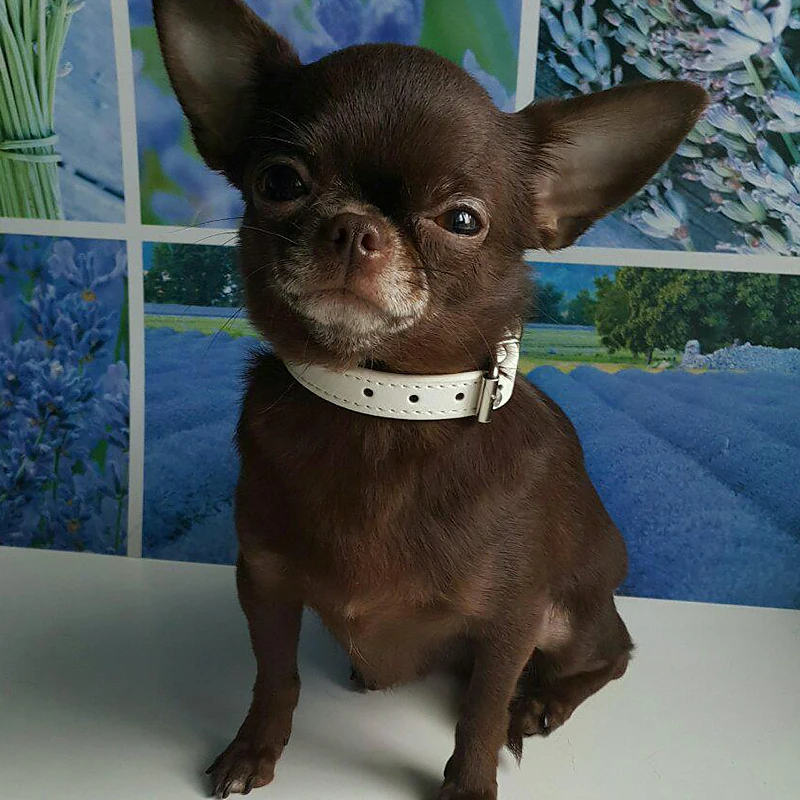 

Cute Cat Collar Solid Faux Leather Adjustable Neck Buckle Pet Collars Cats Products Pet Supplies