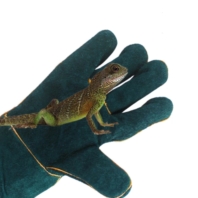 Reptile Training Gloves Animal Handling Gloves 13.78'' Anti-bite Dog Training Glove for Lizard Bird Falcon Grabbing 3