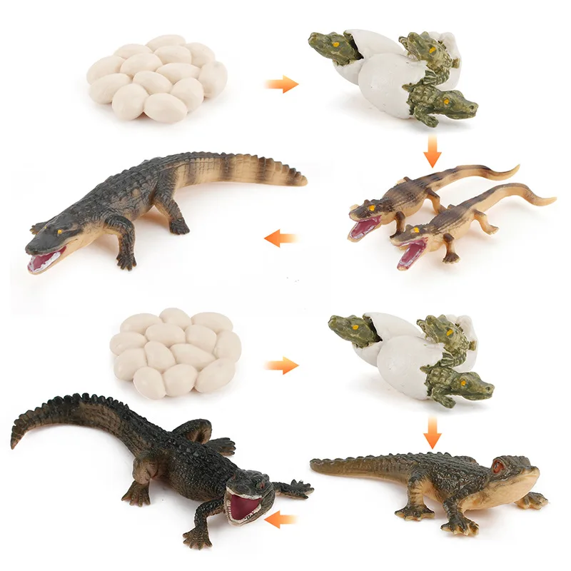 

Simulation Wildlife Amphibian Animal Model Crocodile Growth Cycle Figurines Collection Science Educational Toy Nature Props